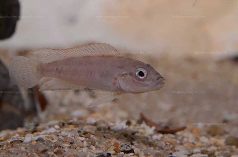 Telmatochromis salzburgeri 'Lufubu River'